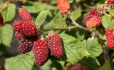 Tayberry getopft (Rubus Tayberries) 2L