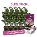 Aronia Nero 5er-Bndel getopft (sehr buschige Pflanzen)